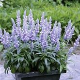 Balkon-Salbei 'Farina® Silver Blue' Balkon-Salbei 'Farina® Silver Blue'