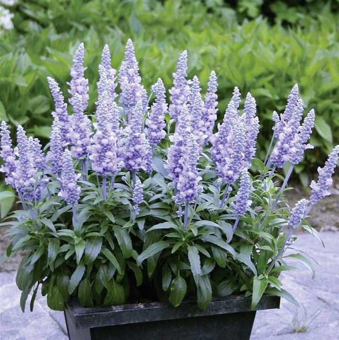 Balkon-Salbei 'Farina® Silver Blue' Balkon-Salbei 'Farina® Silver Blue'