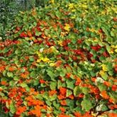 Kapuzinerkresse 'Tip Top Mix'