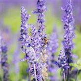 Balkon-Salbei 'Farina® Silver Blue' Balkon-Salbei 'Farina® Silver Blue'