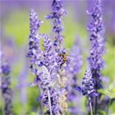 Balkon-Salbei 'Farina® Blue'