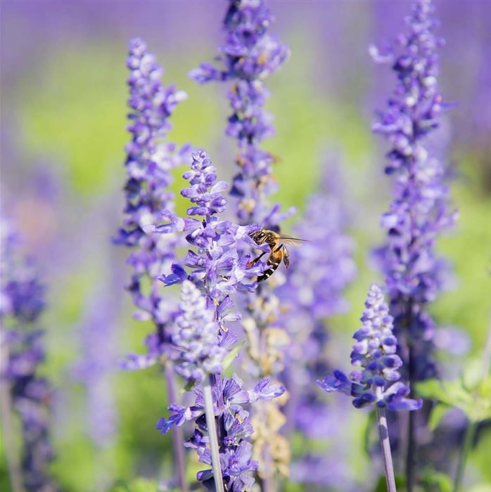 Balkon-Salbei 'Farina® Silver Blue' Balkon-Salbei 'Farina® Silver Blue'