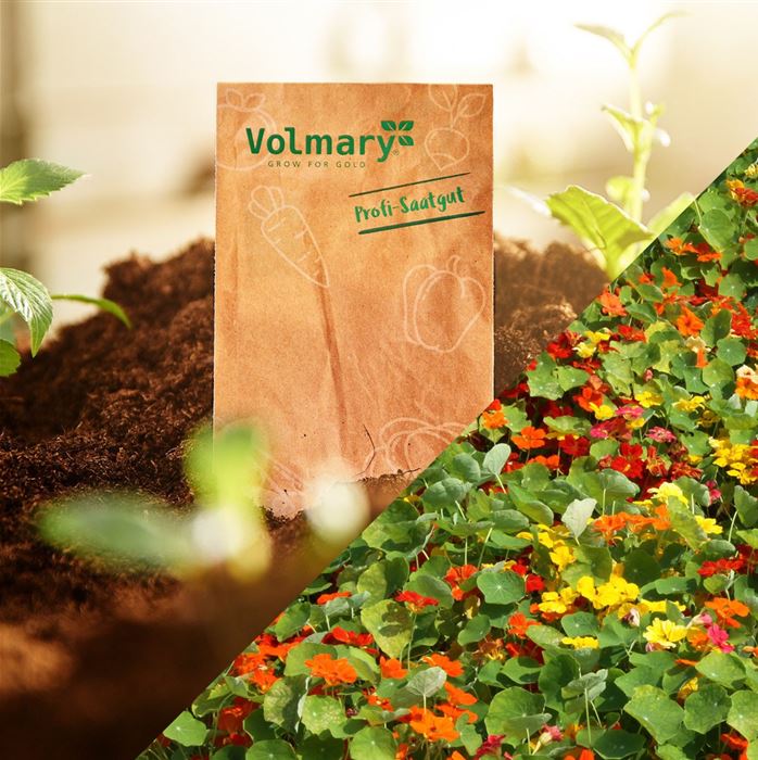 Kapuzinerkresse 'Tip Top Mix'