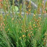 Katzenschwanzpflanze 'Medicus'