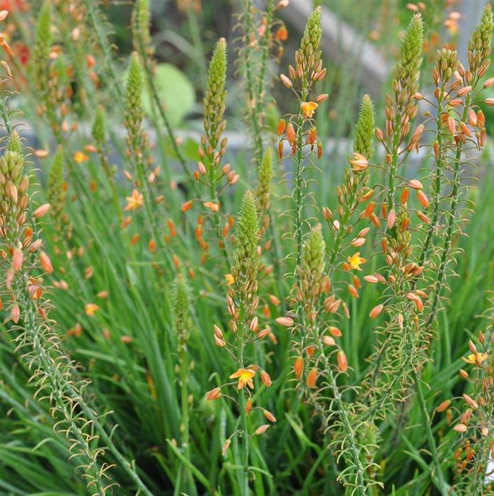 Katzenschwanzpflanze 'Medicus'