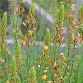 Katzenschwanzpflanze 'Medicus'