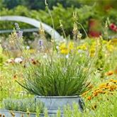 Katzenschwanzpflanze 'Medicus'