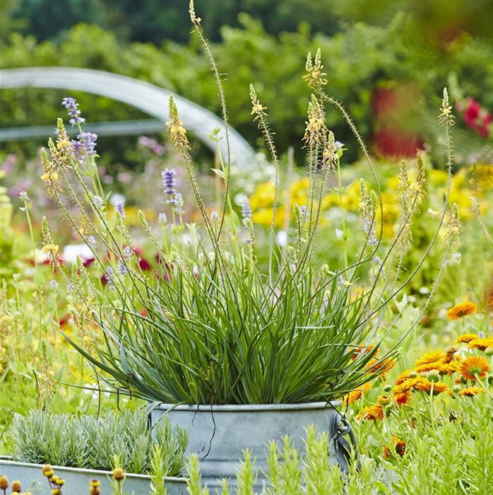 Katzenschwanzpflanze 'Medicus'