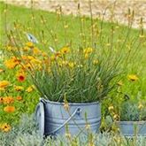 Katzenschwanzpflanze 'Medicus'