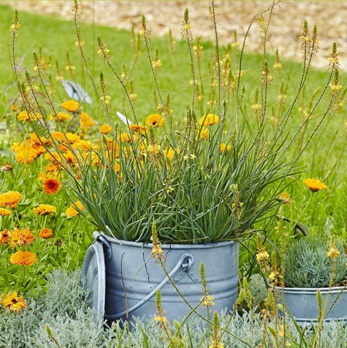 Katzenschwanzpflanze 'Medicus'