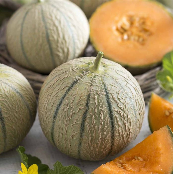 Balkon-Zucker-Melone 'Perseus' F1