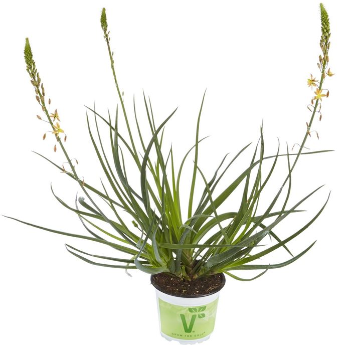 Katzenschwanzpflanze 'Medicus'