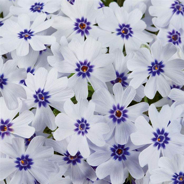 Phlox Pharao 'Blue Eye'