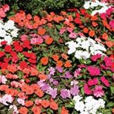 Fleißige Lieschen Impatiens 'Vitara Mix'