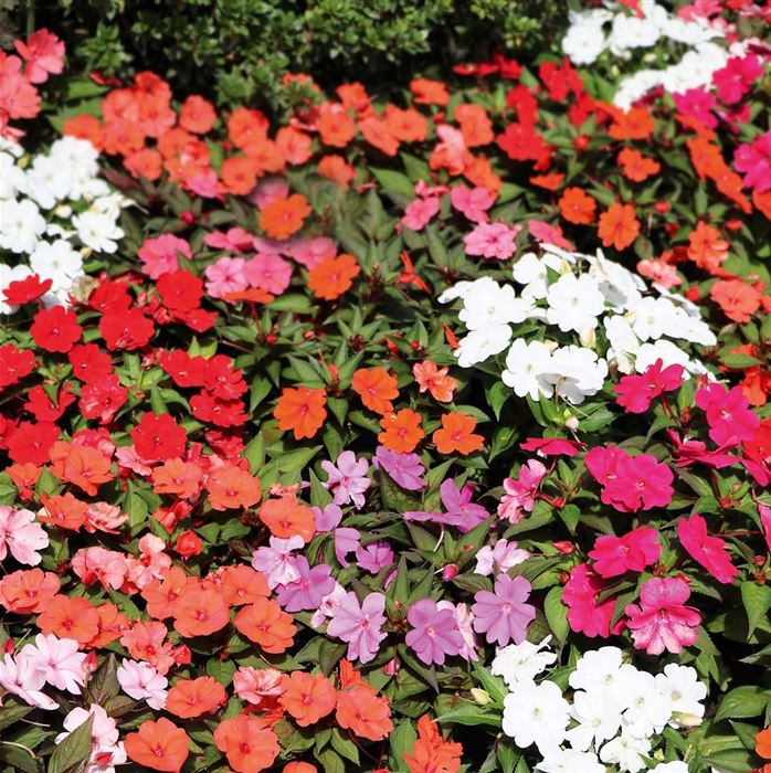 Fleißige Lieschen Impatiens 'Vitara Mix'