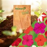 Fleißige Lieschen Impatiens 'Vitara Mix'