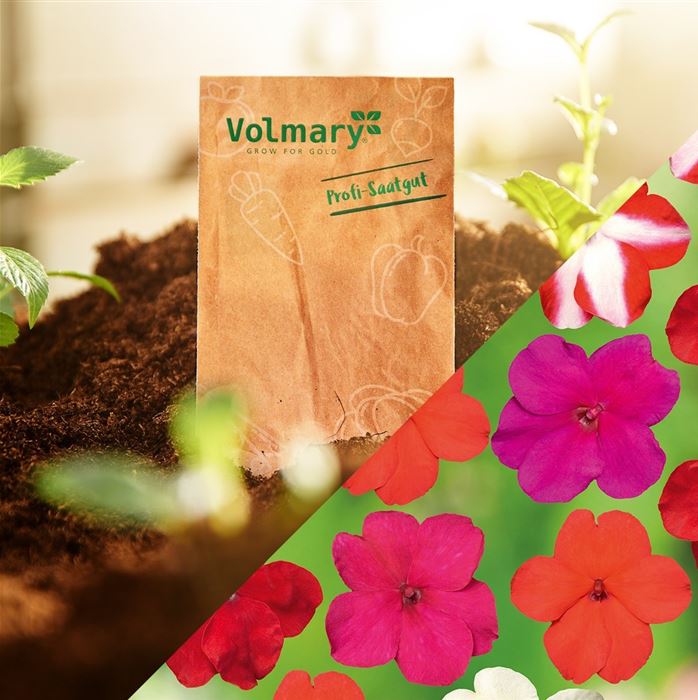 Fleißige Lieschen Impatiens 'Vitara Mix'