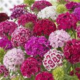 Bartnelken-Mischung 'Bodestolz'