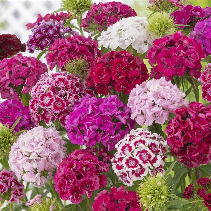 Bartnelken-Mischung 'Bodestolz'