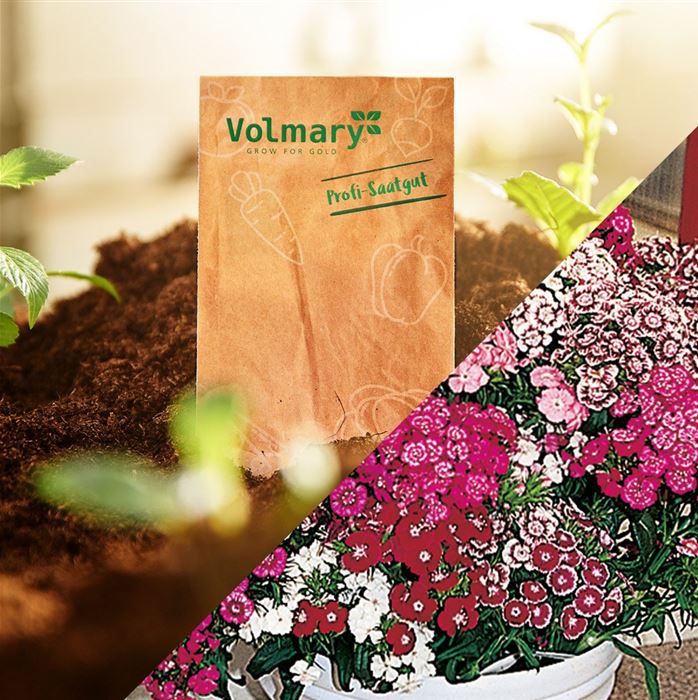 Bartnelken-Mischung 'Bodestolz'