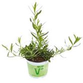 Französischer Estragon 'Pfefferkorn'