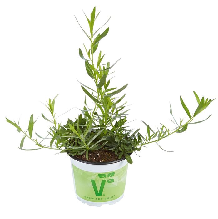 Französischer Estragon 'Pfefferkorn'