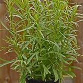 Französischer Estragon 'Pfefferkorn'