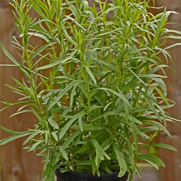 Französischer Estragon 'Pfefferkorn'