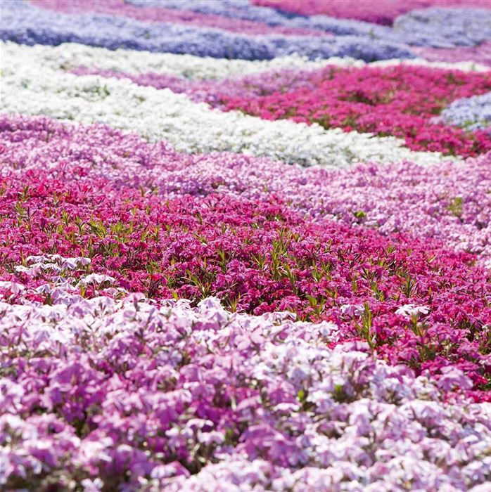Polster-Phlox-Mix 'Candy'