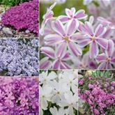 Polster-Phlox-Mix 'Candy'