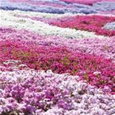 Polster-Phlox-Mix 'Candy'