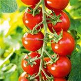 Freiland-Cherrytomate 'Philovita' F1
