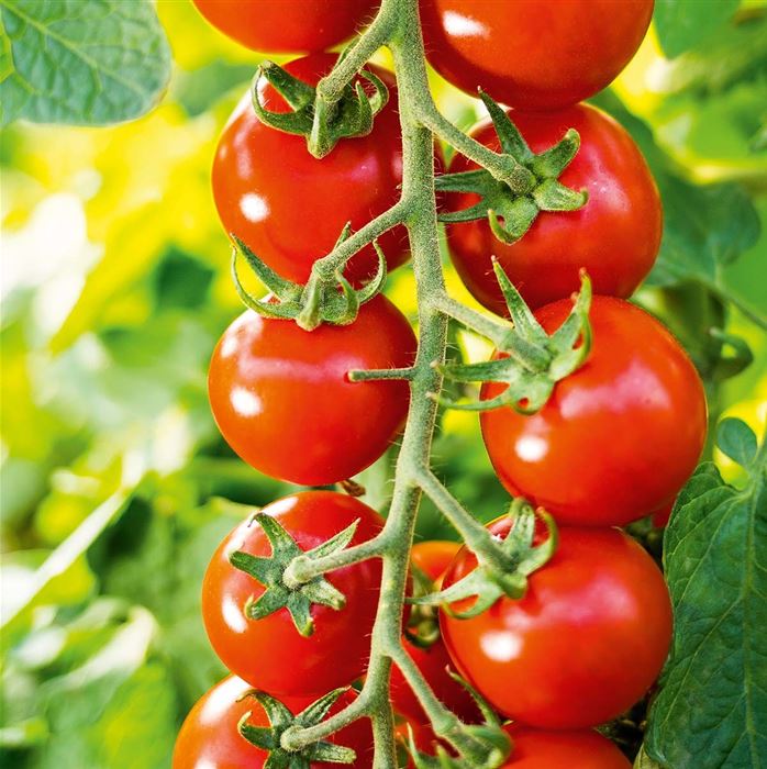 Freiland-Cherrytomate 'Philovita' F1