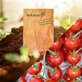 Freiland-Cherrytomate 'Philovita' F1