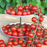 Französischer Estragon 'Pfefferkorn'