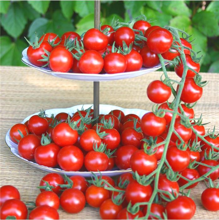 Französischer Estragon 'Pfefferkorn'