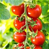 Französischer Estragon 'Pfefferkorn'