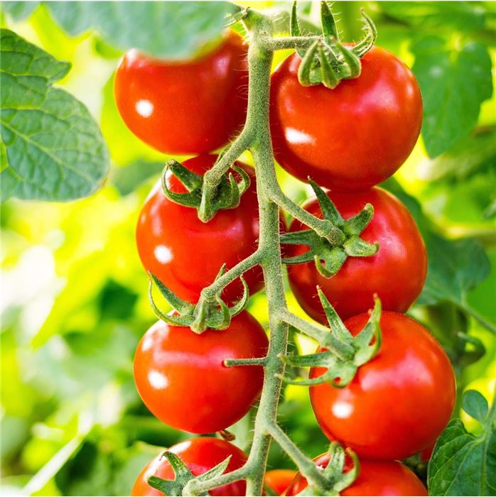 Französischer Estragon 'Pfefferkorn'