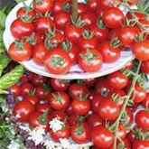 Französischer Estragon 'Pfefferkorn'