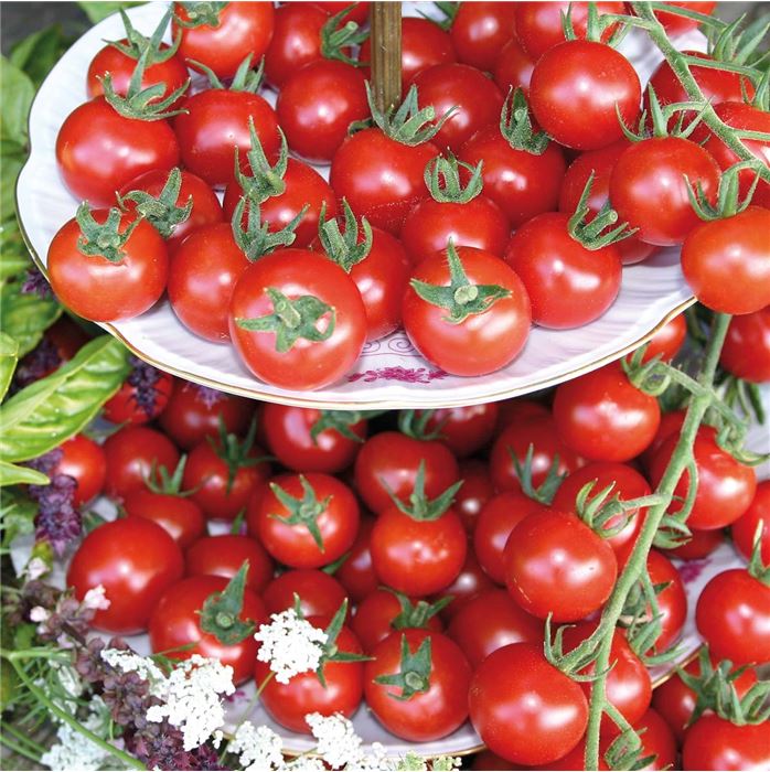 Französischer Estragon 'Pfefferkorn'