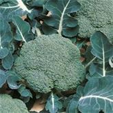 Brokkoli 'Belstar' F1