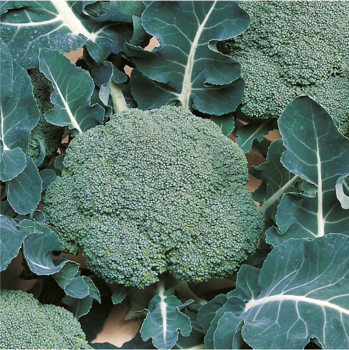 Brokkoli 'Belstar' F1