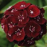 Purpur-Bartnelke 'Sweet Black Cherry'