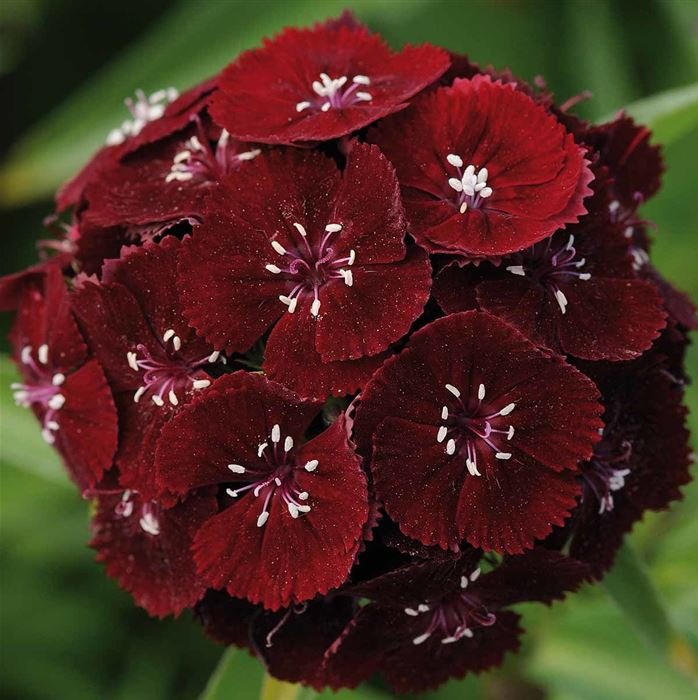 Purpur-Bartnelke 'Sweet Black Cherry'