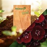 Purpur-Bartnelke 'Sweet Black Cherry'