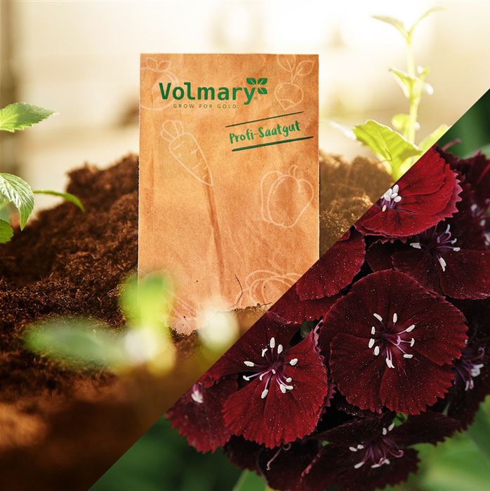 Purpur-Bartnelke 'Sweet Black Cherry'