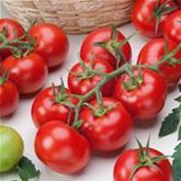 Freiland-Stab-Tomate 'Phantasia' F1