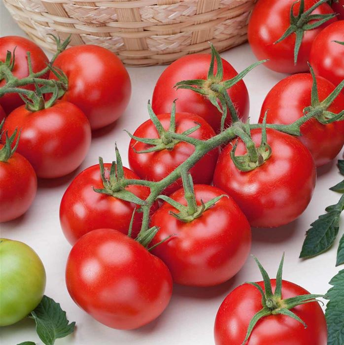 Freiland-Stab-Tomate 'Phantasia' F1