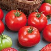 Freiland-Stab-Tomate 'Phantasia' F1