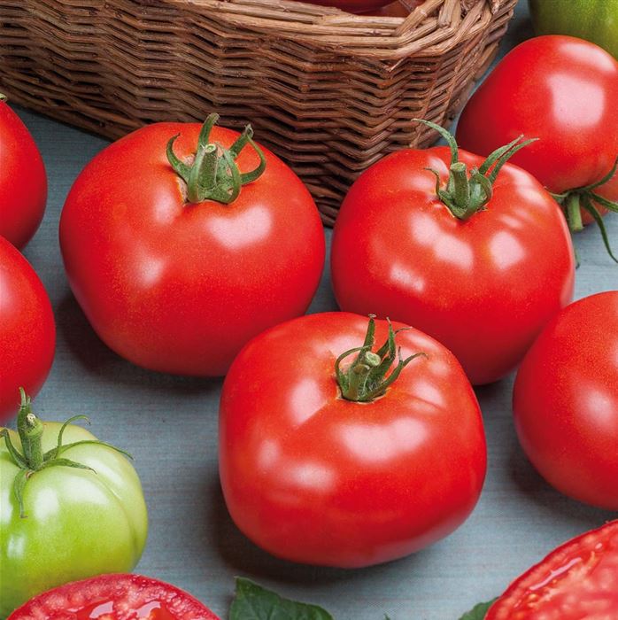 Freiland-Stab-Tomate 'Phantasia' F1